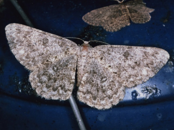 /filer/webapps/moths/media/images/C/cataimena_Zeuctoboarmia_A_Roland.jpg