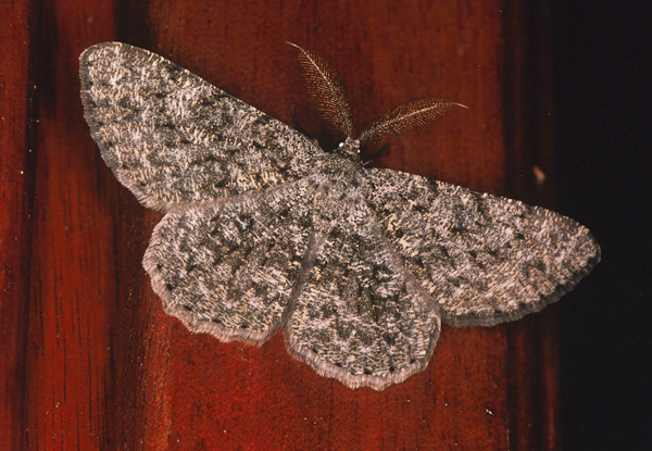 /filer/webapps/moths/media/images/C/cataimena_Zeuctoboarmia_A_Roland_01.jpg