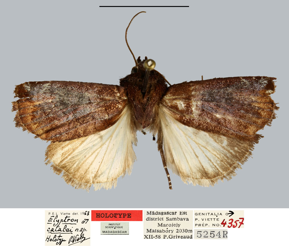 /filer/webapps/moths/media/images/C/catalai_Elyptron_HT_MNHN.jpg