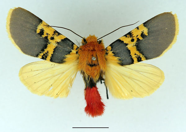 /filer/webapps/moths/media/images/C/catalai_Eudaphaenura_AM_Basquin_01.jpg