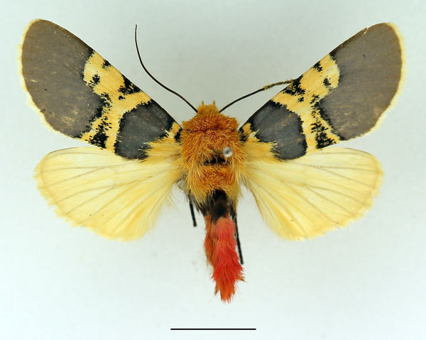 /filer/webapps/moths/media/images/C/catalai_Eudaphaenura_AM_Basquin_02.jpg