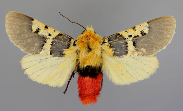 /filer/webapps/moths/media/images/C/catalai_Eudaphaenura_A_RMCA_01.jpg