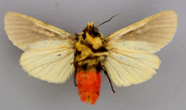 /filer/webapps/moths/media/images/C/catalai_Eudaphaenura_A_RMCA_02.jpg
