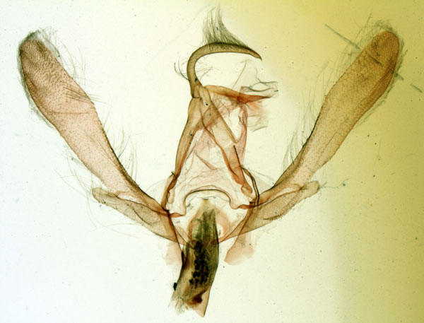 /filer/webapps/moths/media/images/C/catalai_Paralephena_GMHT_MNHN_2727.jpg