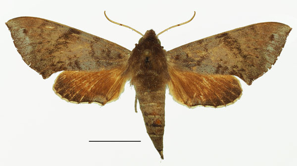 /filer/webapps/moths/media/images/C/catalai_Temnora_AF_Basquin.jpg