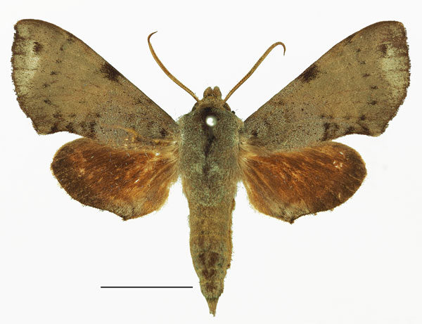 /filer/webapps/moths/media/images/C/catalai_Temnora_AM_Basquina.jpg