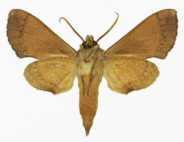 /filer/webapps/moths/media/images/C/catalai_Temnora_AM_Basquinb.jpg