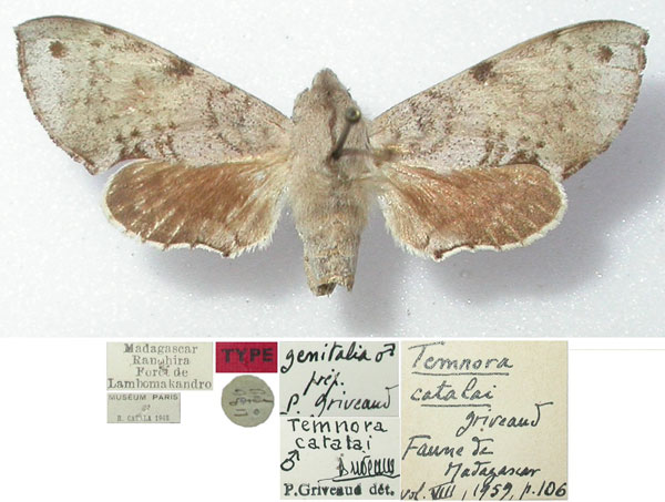 /filer/webapps/moths/media/images/C/catalai_Temnora_HT_MNHN.jpg