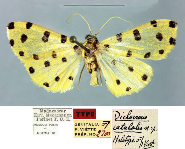 /filer/webapps/moths/media/images/C/catalalis_Dichocrocis_HT_MNHN_tDKhsI9.jpg