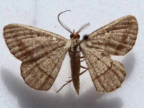 /filer/webapps/moths/media/images/C/catalaunaria_Isturgia_A_Goff_01.jpg