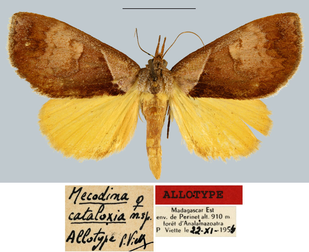 /filer/webapps/moths/media/images/C/cataloxia_Mecodina_AT_MNHN.jpg