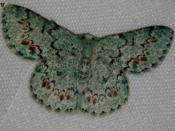 /filer/webapps/moths/media/images/C/cataractae_Mimandria_A_Liebenberg.jpg
