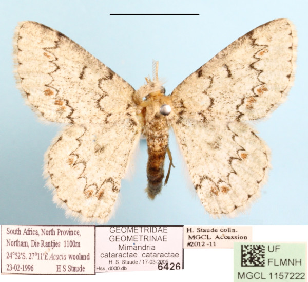 /filer/webapps/moths/media/images/C/cataractae_Mimandria_A_MGCLa_01.jpg