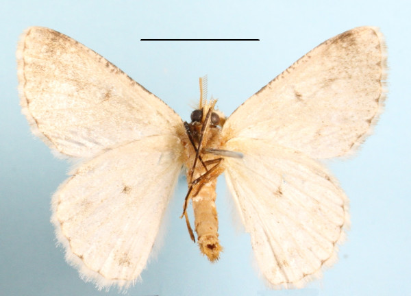 /filer/webapps/moths/media/images/C/cataractae_Mimandria_A_MGCLb_01.jpg