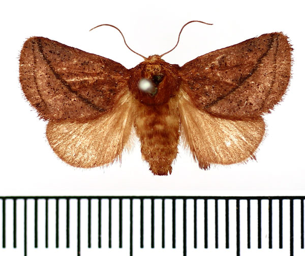 /filer/webapps/moths/media/images/C/cataractae_Thosea_AF_BMNH.jpg