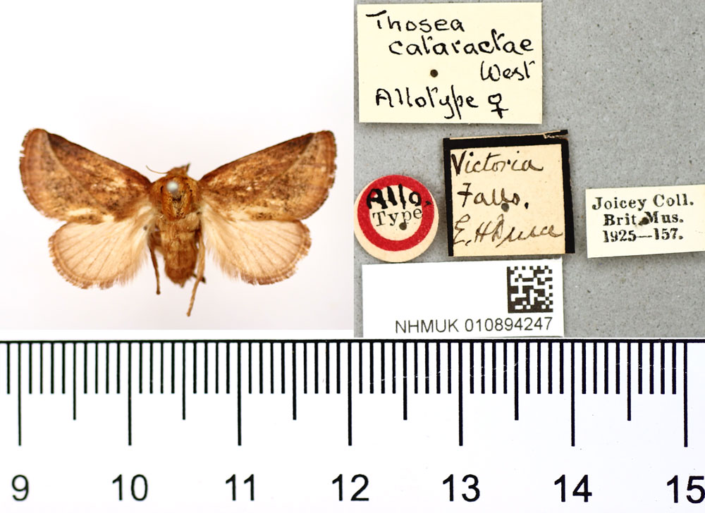 /filer/webapps/moths/media/images/C/cataractae_Thosea_AT_BMNH.jpg