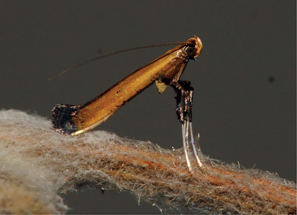 /filer/webapps/moths/media/images/C/cataractias_Caloptilia_A_Triberti-etal_2024_31.jpg