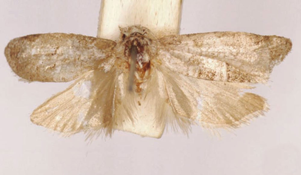 /filer/webapps/moths/media/images/C/catastrepta_Cnephasia_HT_SAMC.jpg