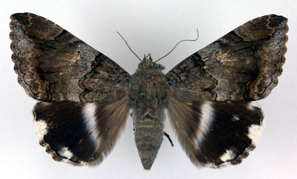 /filer/webapps/moths/media/images/C/catella_Achaea_AF_RMCA.jpg