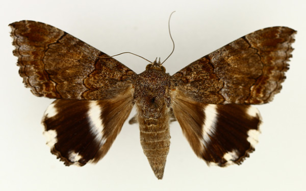 /filer/webapps/moths/media/images/C/catella_Achaea_AF_TMSA_01.jpg