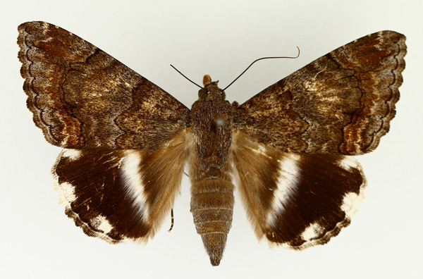 /filer/webapps/moths/media/images/C/catella_Achaea_AF_TMSA_02.jpg