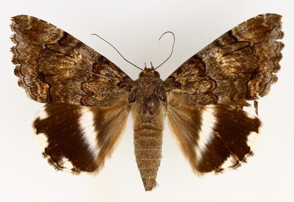 /filer/webapps/moths/media/images/C/catella_Achaea_AM_TMSA_01.jpg