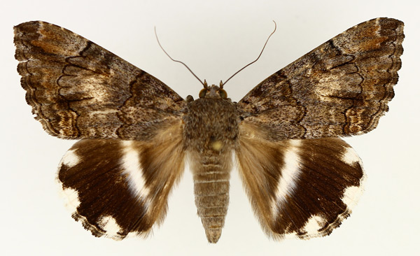 /filer/webapps/moths/media/images/C/catella_Achaea_AM_TMSA_02.jpg