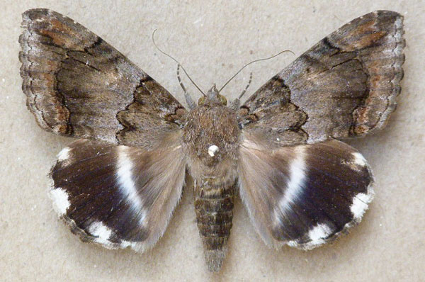 /filer/webapps/moths/media/images/C/catella_Achaea_A_Butler.jpg