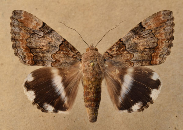 /filer/webapps/moths/media/images/C/catella_Achaea_A_Butler_02.jpg