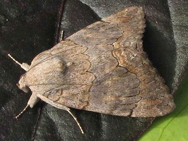 /filer/webapps/moths/media/images/C/catella_Achaea_A_Goff.jpg
