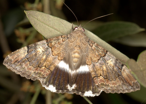 /filer/webapps/moths/media/images/C/catella_Achaea_A_Heyns_01.jpg