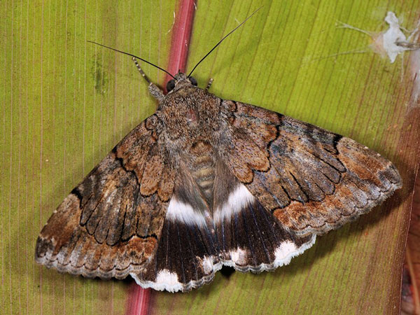 /filer/webapps/moths/media/images/C/catella_Achaea_A_Mazzei_01.jpg