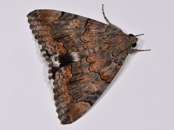 /filer/webapps/moths/media/images/C/catella_Achaea_A_Mazzei_02.jpg