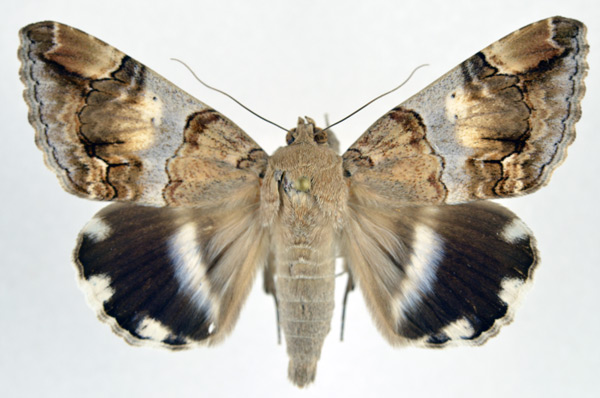 /filer/webapps/moths/media/images/C/catella_Achaea_A_NHMO.jpg