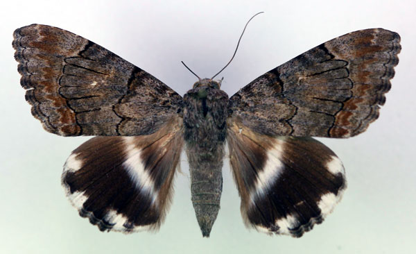 /filer/webapps/moths/media/images/C/catella_Achaea_A_RMCA.jpg
