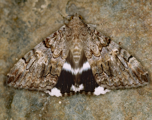 /filer/webapps/moths/media/images/C/catella_Achaea_A_Roland_01.jpg