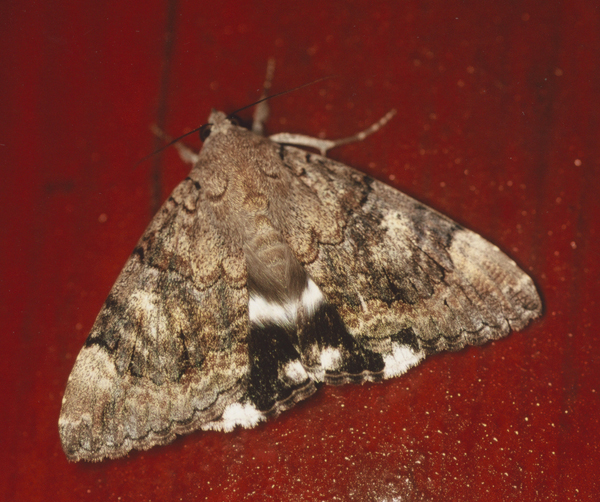 /filer/webapps/moths/media/images/C/catella_Achaea_A_Roland_01_Xi5xj0T.jpg
