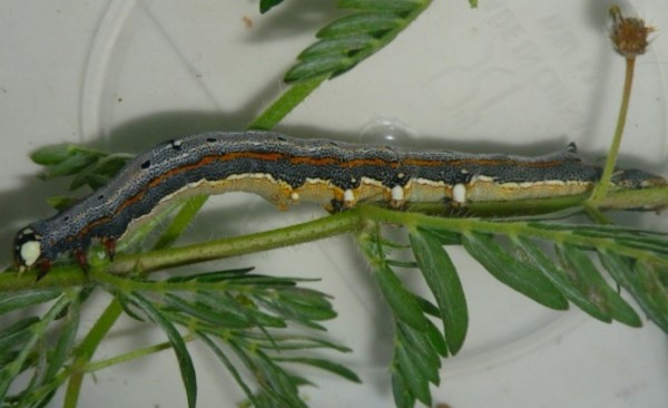 /filer/webapps/moths/media/images/C/catella_Achaea_C_Liebenberg.jpg