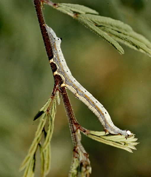 /filer/webapps/moths/media/images/C/catella_Achaea_C_Roland_01.jpg