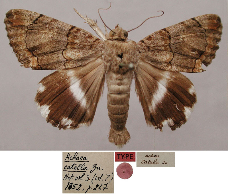 /filer/webapps/moths/media/images/C/catella_Achaea_LT_MNHN.jpg