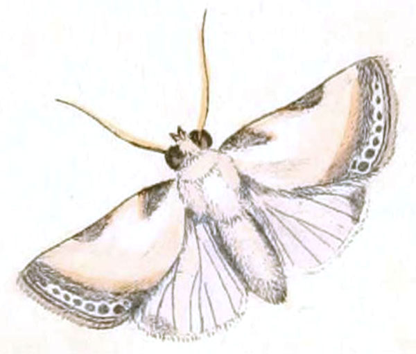 /filer/webapps/moths/media/images/C/catena_Phalaena_HT_Sowerby_14.jpg