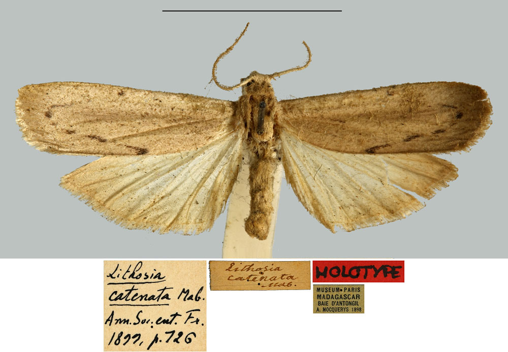 /filer/webapps/moths/media/images/C/catenata_Lithosia_HT_MNHN.jpg