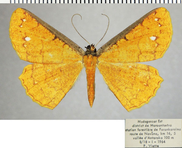 /filer/webapps/moths/media/images/C/catenata_Melinoessa_AF_ZSM.jpg