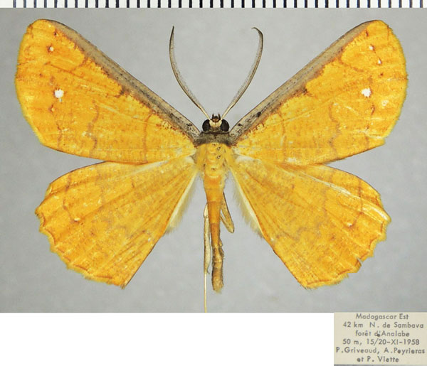 /filer/webapps/moths/media/images/C/catenata_Melinoessa_AM_ZSMa.jpg