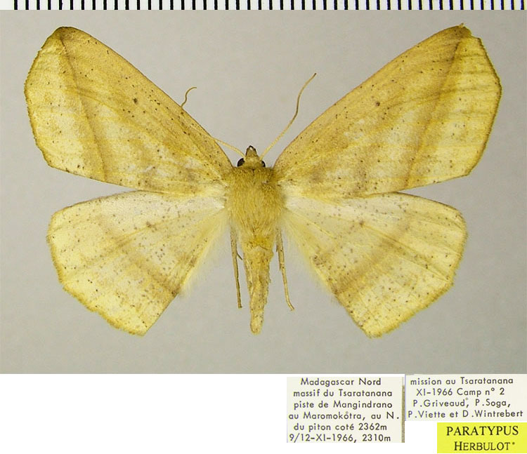 /filer/webapps/moths/media/images/C/catenosa_Psilocerea_PTF_ZSM.jpg