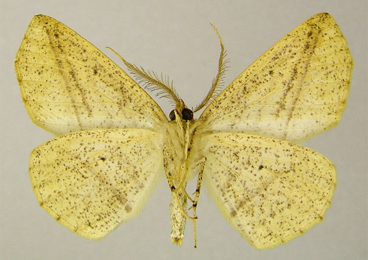 /filer/webapps/moths/media/images/C/catenosa_Psilocerea_PTM_ZSMb.jpg