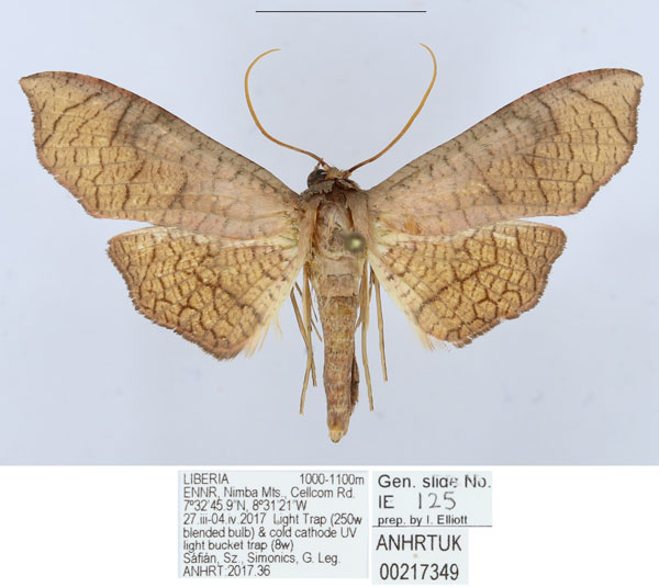/filer/webapps/moths/media/images/C/catenula_Kuja_AM_ANHRTa.jpg