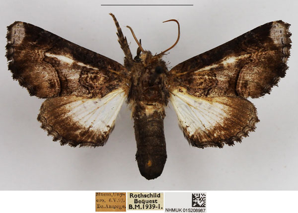 /filer/webapps/moths/media/images/C/catephioides_Eutelia_AF_NHMUK.jpg