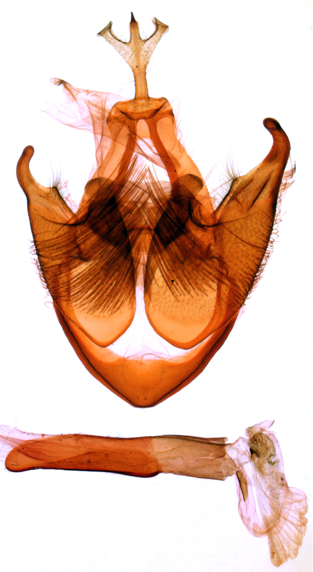 /filer/webapps/moths/media/images/C/catephioides_Phlegetonia_GMLT_MNHN_3565.jpg