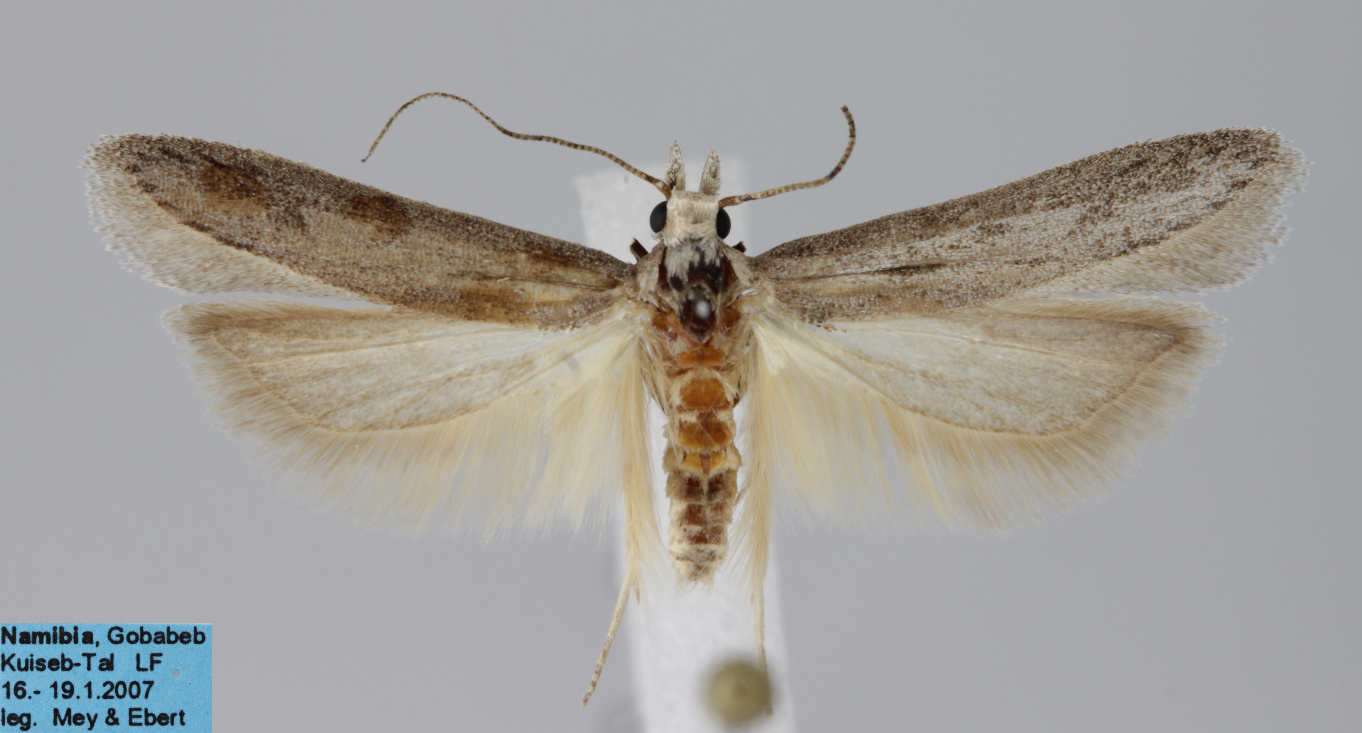 /filer/webapps/moths/media/images/C/catericta_Mesophleps_AM_MfN.jpg